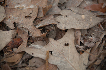 Fall Leaves