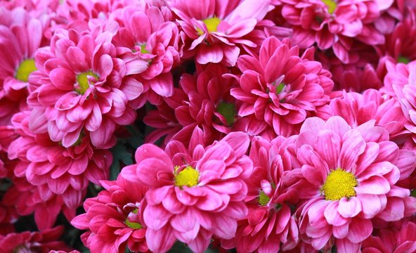 Pink flowers