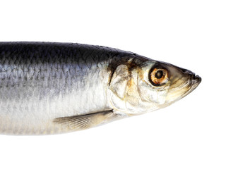 Herring fish isolated on white background. Herring fish head cut out