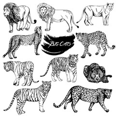 Set of hand drawn sketch style big cats. Vector illustration isolated on white background.