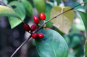 Spicebush berries