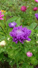 Violet flower chrysanthemum 