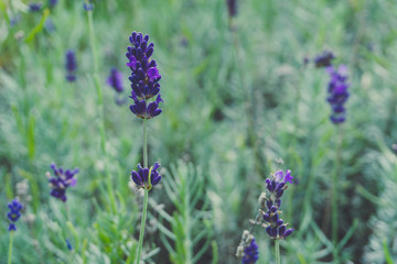 lavender in the garden