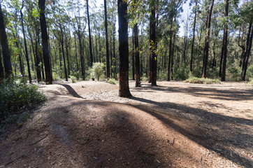 Forest clearing Kinglake