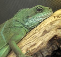 green lizard portrait - chinese water dragon