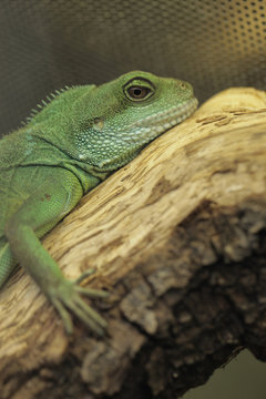 green lizard in a terrarium - chinese water dragon
