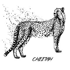 Hand drawn sketch style cheetah. Vector illustration isolated on white background.