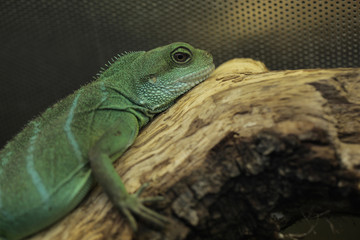 green lizard portrait - chinese water dragon