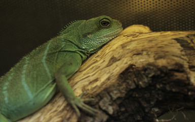 Fototapeta premium green lizard portrait - chinese water dragon