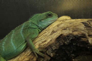green lizard portrait - chinese water dragon