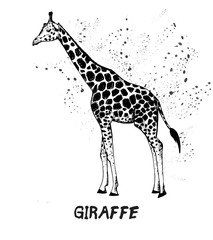 Hand drawn sketch of giraffe. Vector illustration isolated on white background.