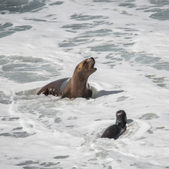 Colony of sea lions and elephant seals at Peninsula Valdes, Patagonia