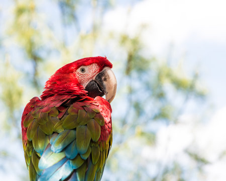 macaw parrot is looking around