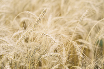 Close-up of wheat field, ears of cereals in the hot summer noon. With place for your text, for background use.