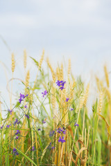 Obraz premium Agriculture. Wild cute weeds in a field on a farm on a sunny summer day, along with cereal ears. Rural verticcal background