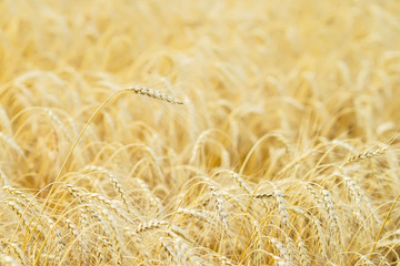 Golden field of ripe cereals. One high tall ripe full-grain cereal close-up on a hot summer afternoon against a yellow rye field