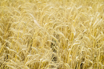 Ripe cereal ears close-up on hot summer afternoon on background of yellow field.