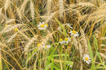 Rire ears of cereals and wild daisies in the hot summer noon on the farm. Rural background