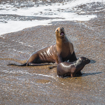 Colony of sea lions and elephant seals at Peninsula Valdes, Patagonia