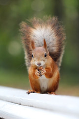 Red squirrel eats nut on a bench in the park