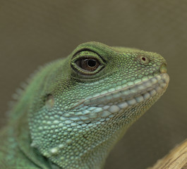 green lizard portrait - chinese water dragon