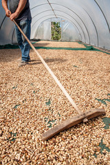 Solar drying process of pistachio nuts spread in a greenhouse and being periodically overturned, Bronte, Sicily