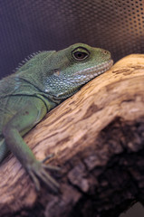 lizard portrait - chinese water dragon 