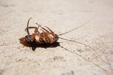 Dead cockroach