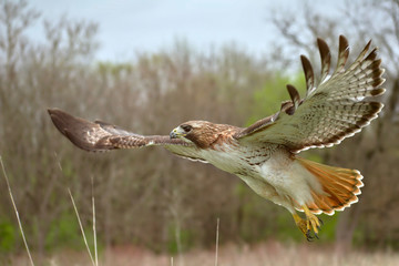 Hawk flying up close