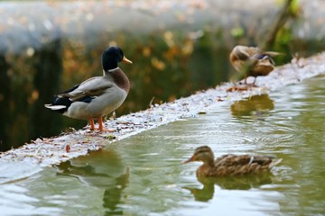 Wild ducks - male and female on the pond / mallard