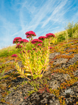 Red flowering orpine growing on the slope of an embankment from close