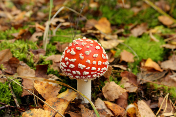 Bright red poisonous mushroom in autumn forest 