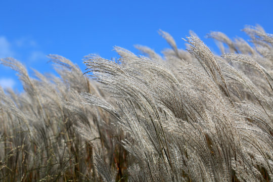 White Ornamental Grass Blowing In An Autumn Breeze