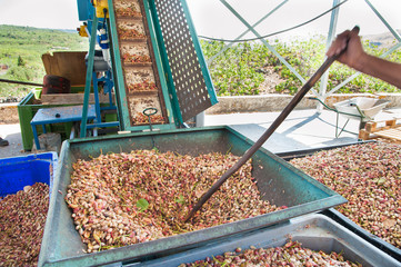Harvest season: big metal funnel filled with just picked pistachios for the dehusking process