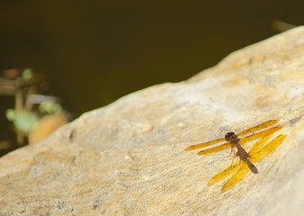 Dragonfly Reflection