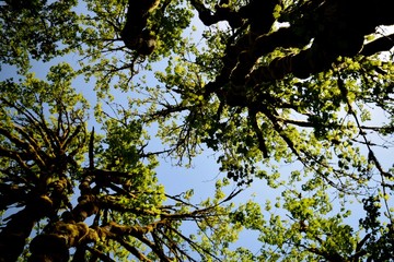 Trees Overhead
