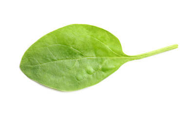 Fresh spinach leaf on white background