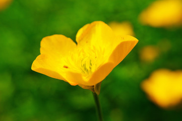 Buttercup