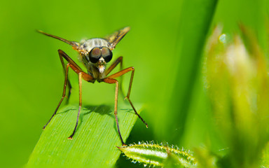 Macro fly