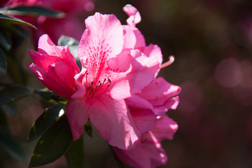 Fototapeta premium Pink Azalea