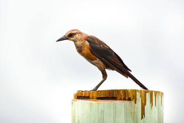 Female Boat-tailed Grackle 