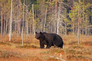 Obraz na płótnie Canvas brown bear, ursus arctos, Finland
