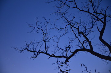 The silhouette of the tree. Mozambique