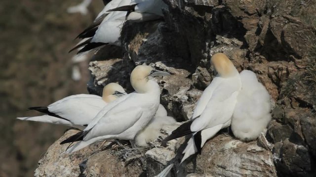 Gannets Nesting at Troup Head, Scotland