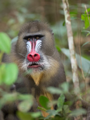 mandrill (Mandrillus sphinx)	