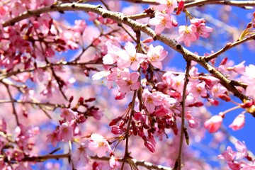 Sakura(cherry blossom) 