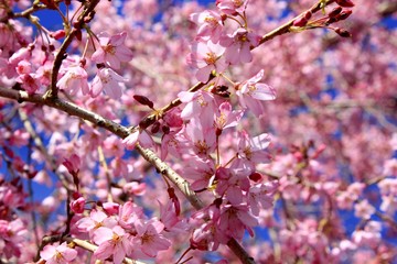 Sakura(cherry blossom) 