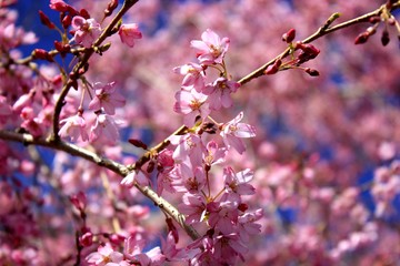 Sakura(cherry blossom) 