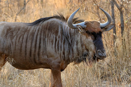 The black wildebeest or white-tailed gnu (Connochaetes gnou), South Africa