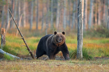Fototapeta premium brown bear, ursus arctos, Finland